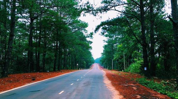 Beautiful road with pine hills on both sides in Mang Den. Photo: sodababy