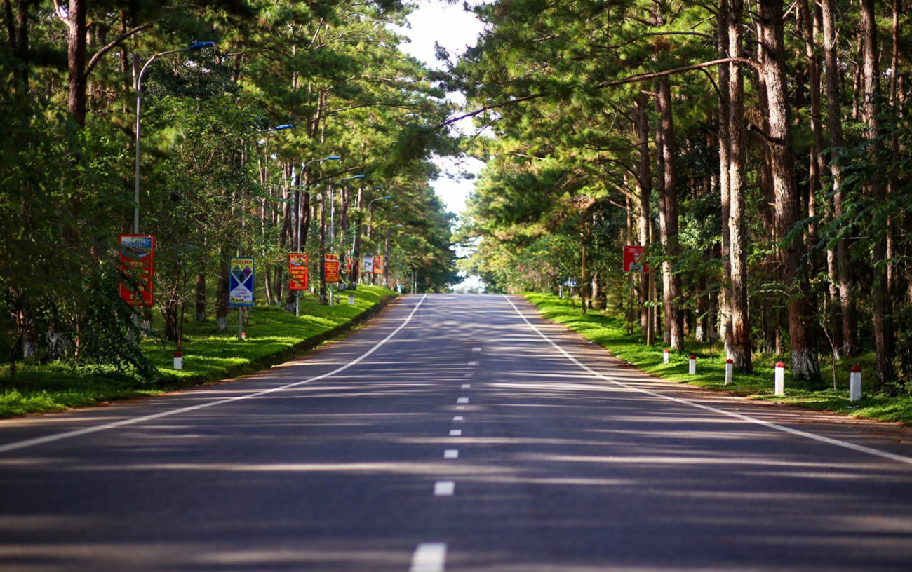 The road to Mang Den town with pine forests on both sides.  Photo: Mangdentrongtoi.