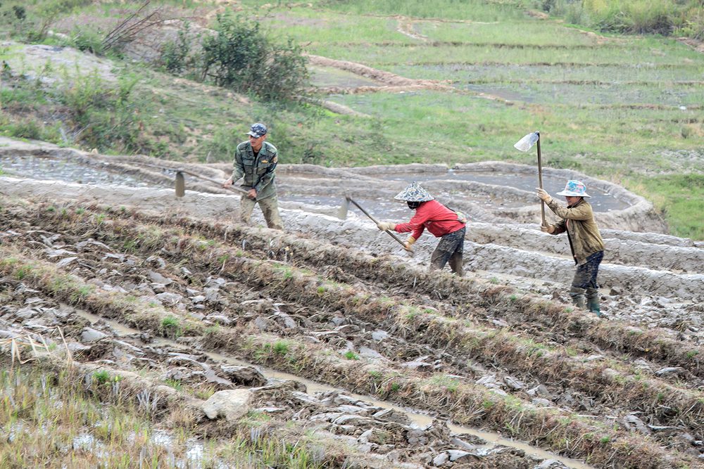Photo series: The season of pouring water into the fields in Tu Mo Rong