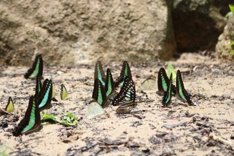 Beautiful butterflies with bright colors on their wings attract the curiosity of tourists from far away.