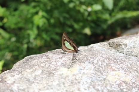  A butterfly chooses a quiet position on a cliff.