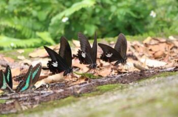 Fall in love with the ‘dance of butterflies’ in Chu Yang Sin National Park