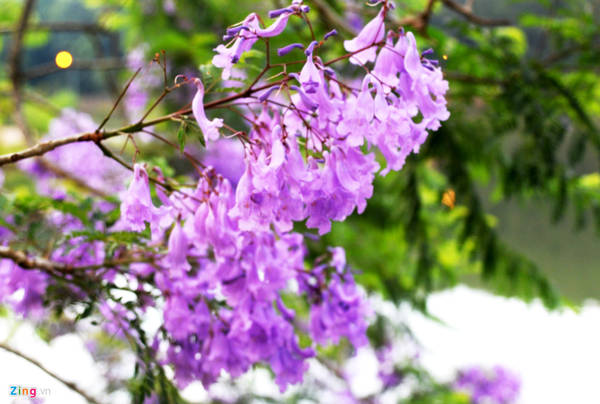 Mang Den has a temperate climate so flowers bloom every season. In the late spring and early summer weather, visitors coming here can admire the purple poinciana flowers blooming throughout the pristine lakes and waterfalls.