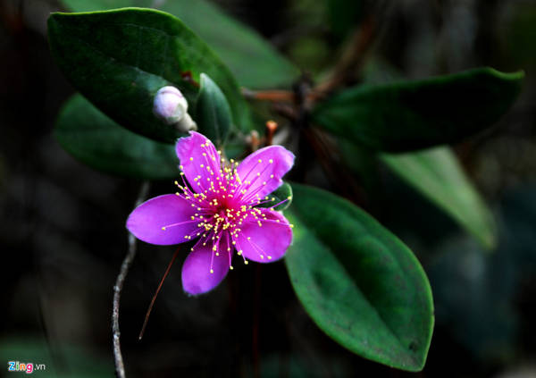 In April, myrtle flowers bloom throughout the mountains and forests of Mang Den. Tourists who come to visit and relax here can sip special myrtle wine in this land.