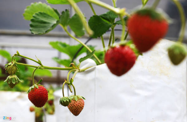 ...or enjoy the delicious special strawberries. Before leaving this land, visitors can visit and buy some vegetables, tubers, and fruits at organic farms that produce products according to a closed clean agricultural process for family use and gifts. for relatives.