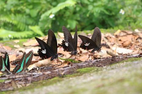 From early morning, butterflies of many species and colors flocked together to perch on the rocks along the road.