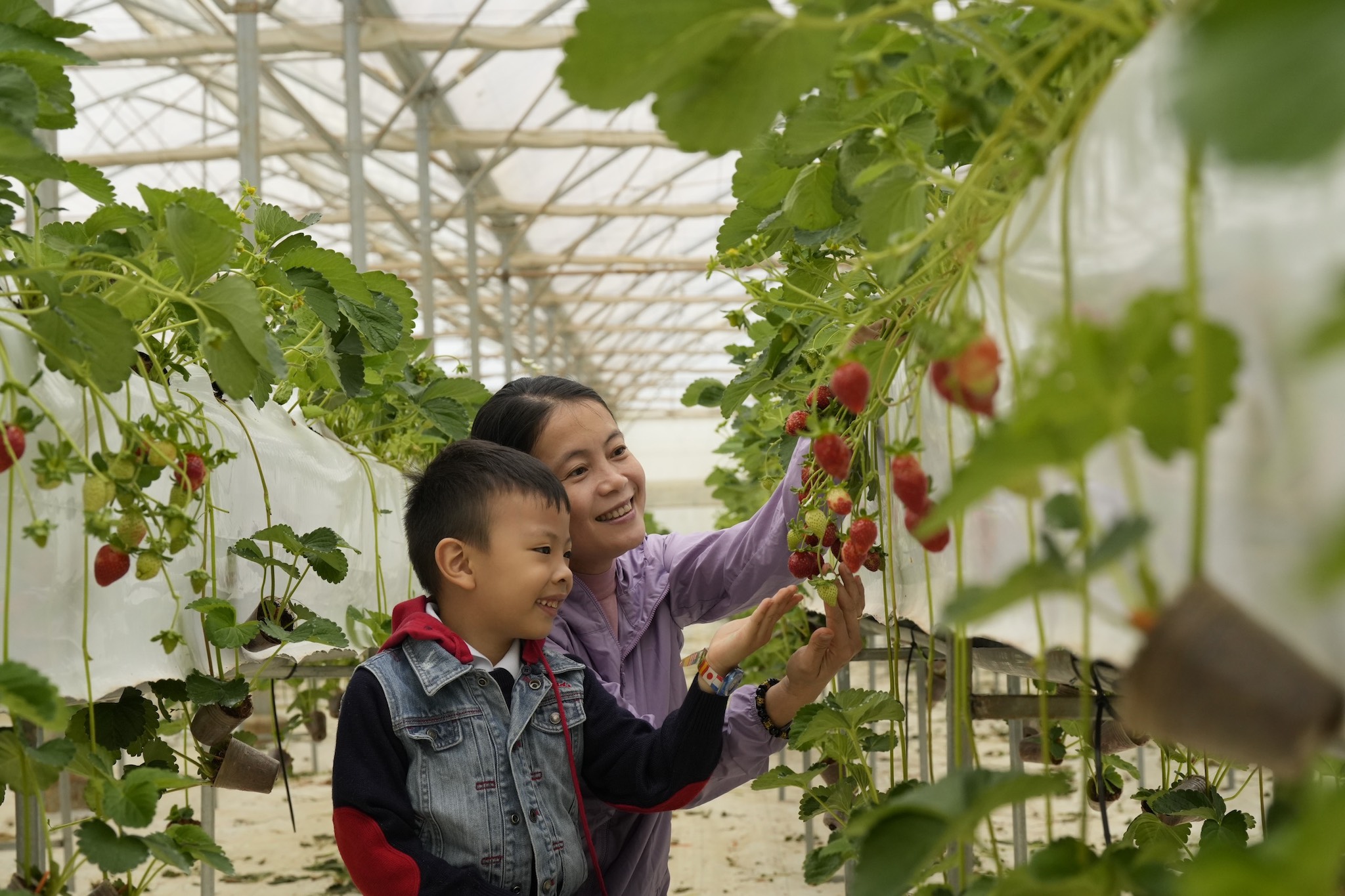 Tourists experience strawberry picking at the garden in Mang Den. Photo: Bui Viet Ha