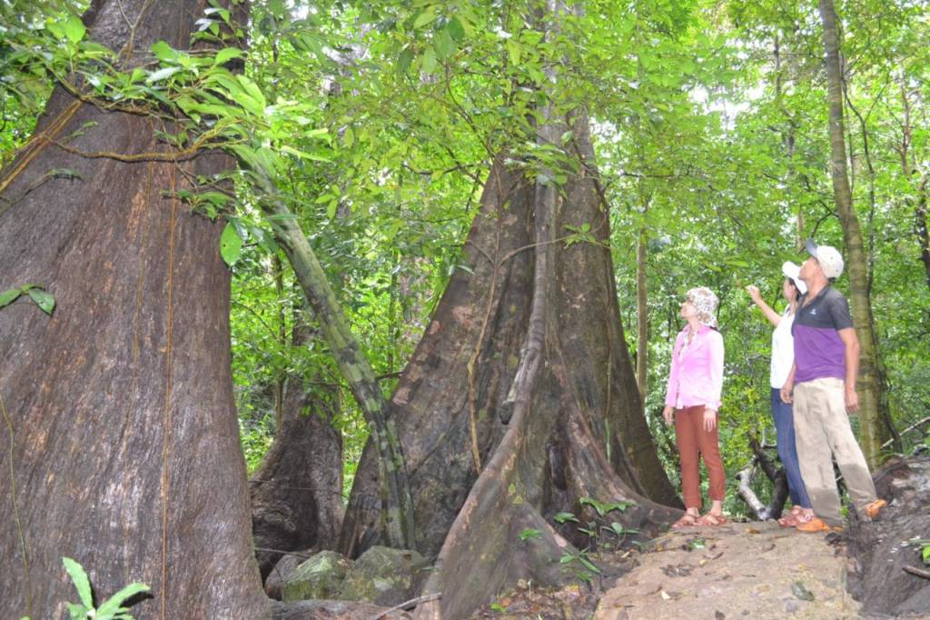 The forest in Kon Tum saw strange trees, wild animals, strange stream fish, heard strange stories about pygmy forest people eating rattan buds.