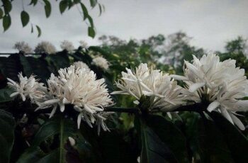 Try leaving Saigon for the Central Highlands: The smell of coffee flowers dispels all sadness |  Tourism