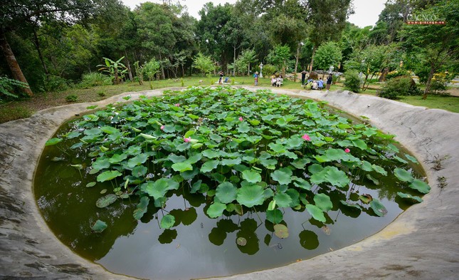 Fresh lotus pond in the temple.  Photo: Enlightenment Newspaper.