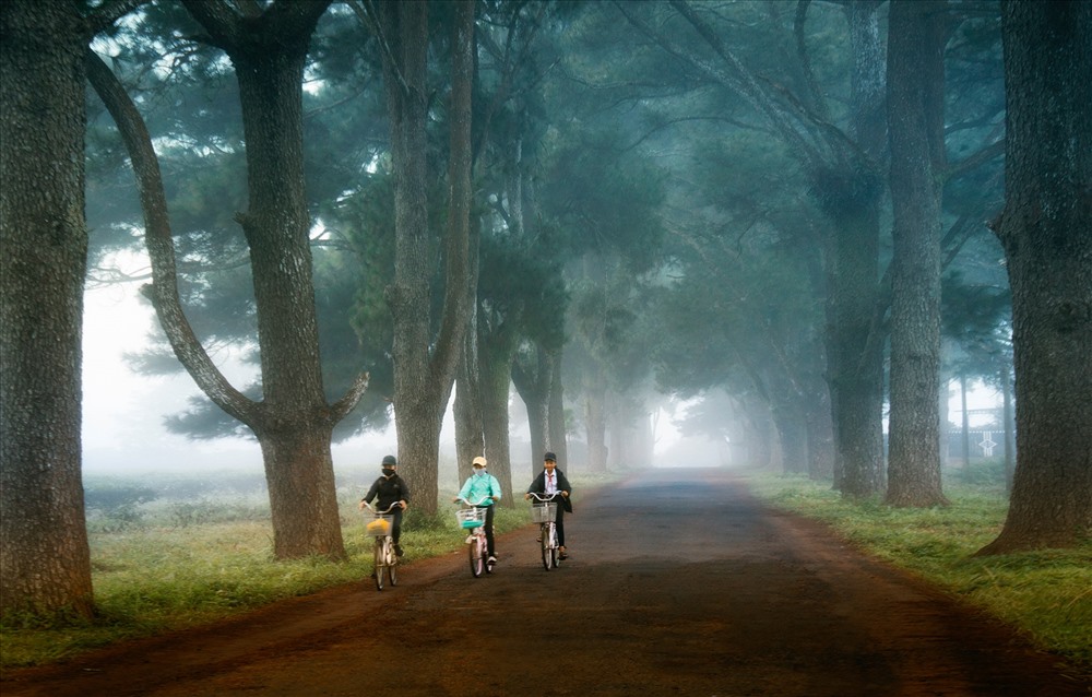 Pine forest in the morning mist.  Photo: Cong Ngo.