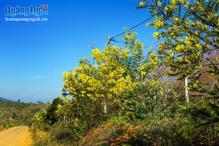 Flower season arrives on the Mang Den plateau