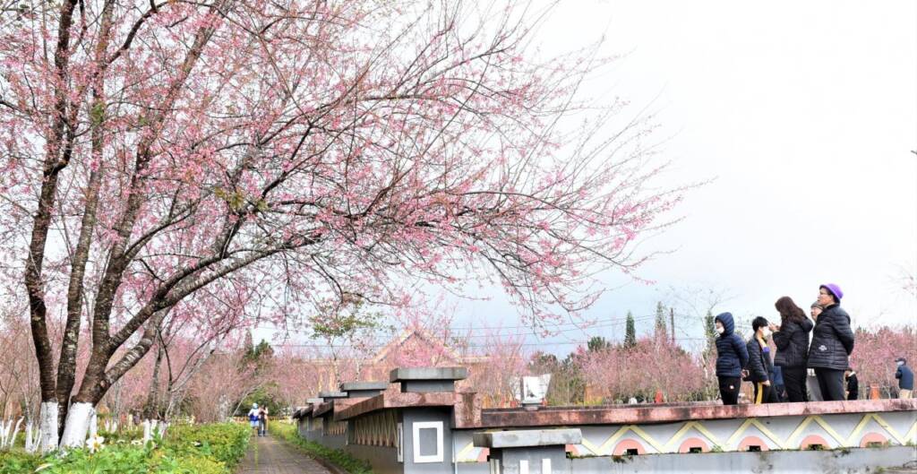 See cherry blossoms in full bloom in Mang Den