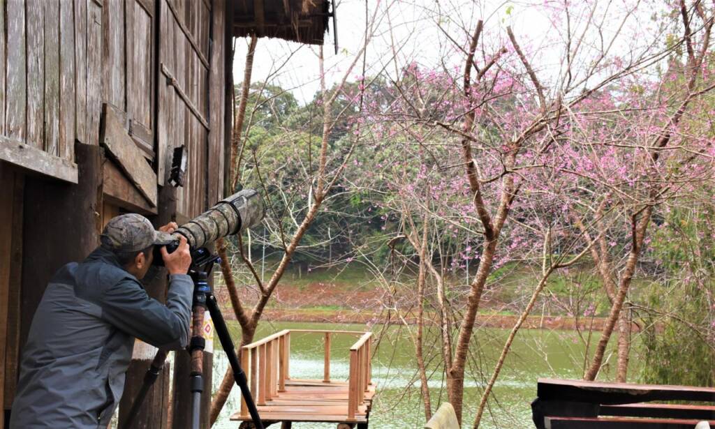 See cherry blossoms in full bloom in Mang Den