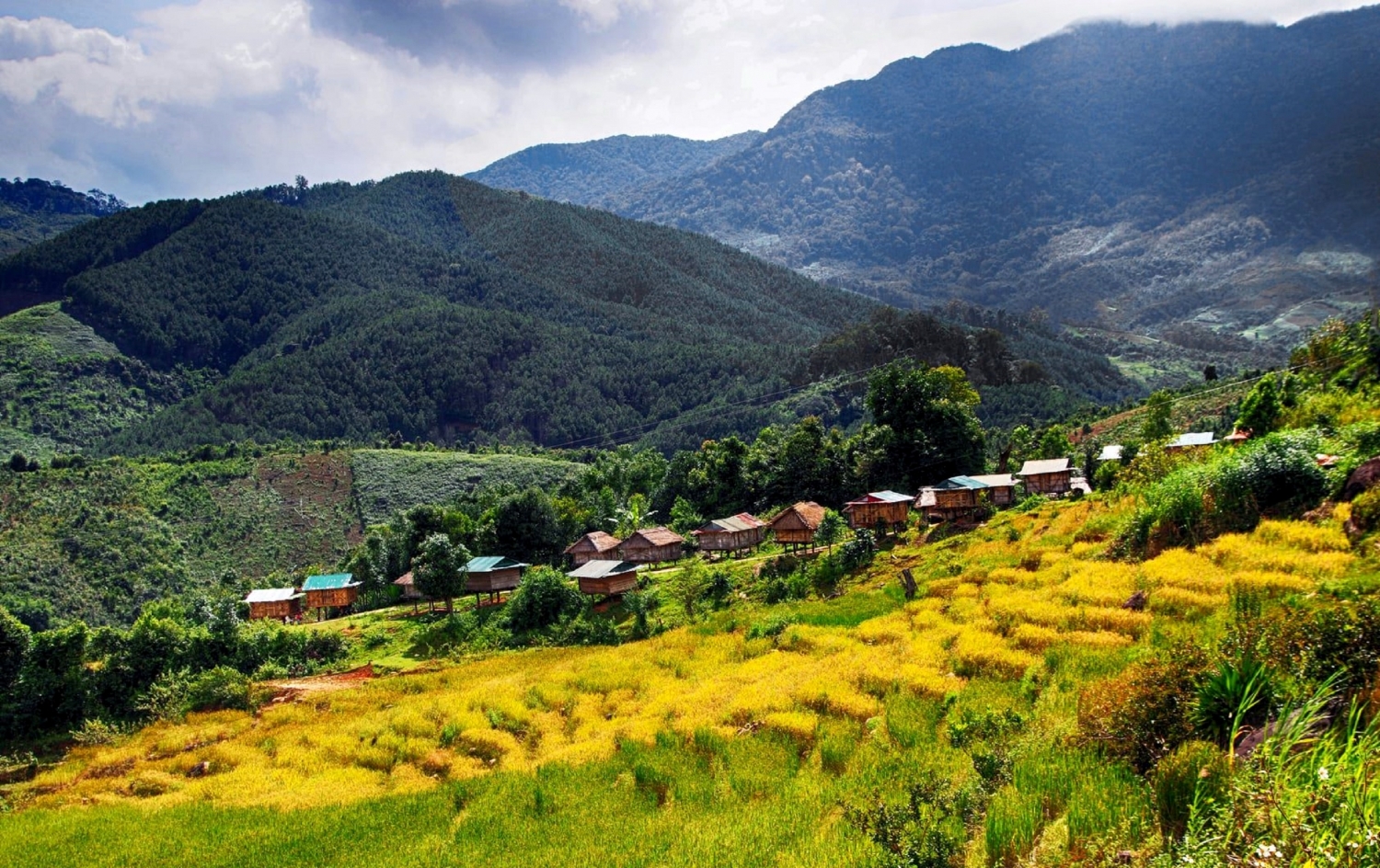 Golden season terraced fields in Mang Ri valley