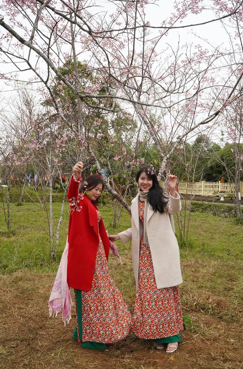 Cherry blossoms bloom on Mang Den