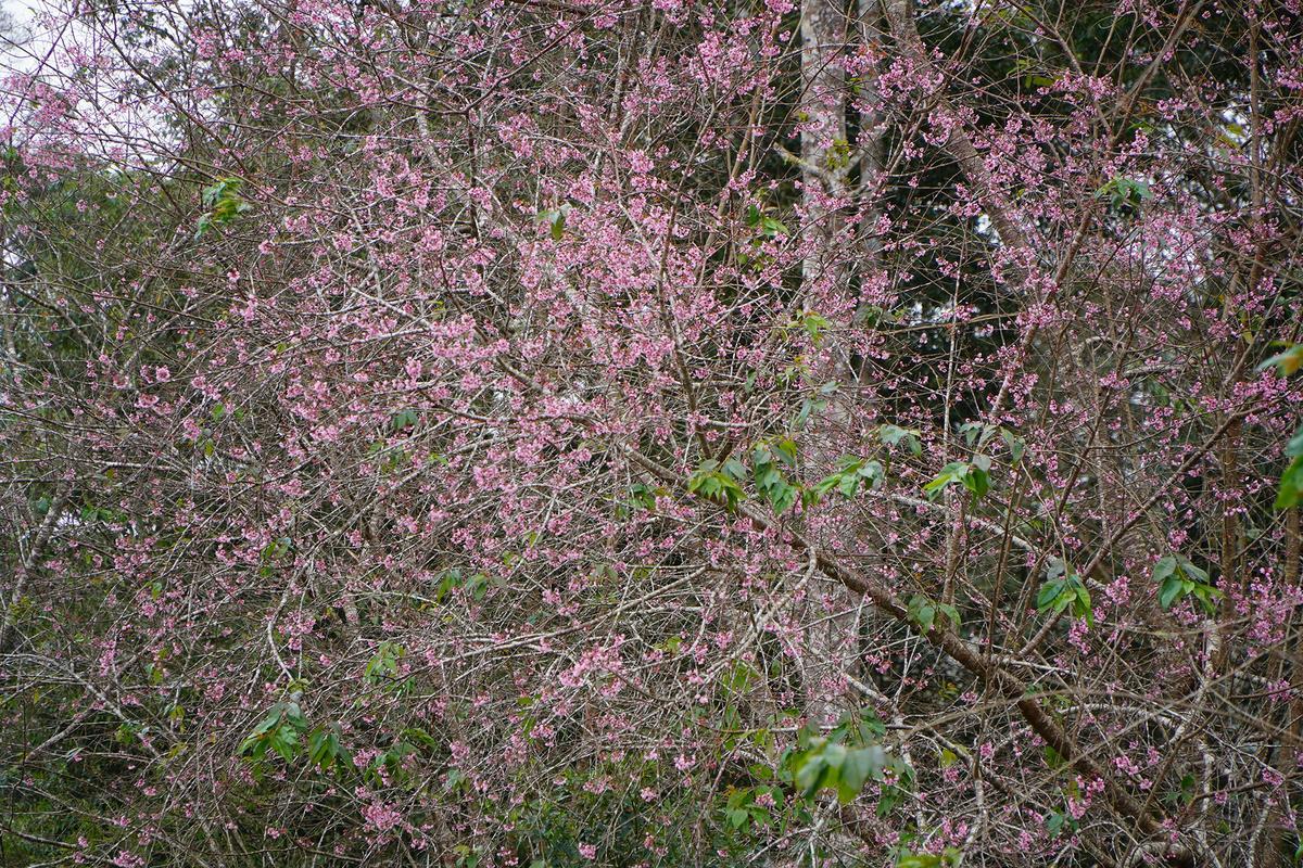 Cherry blossoms bloom on Mang Den