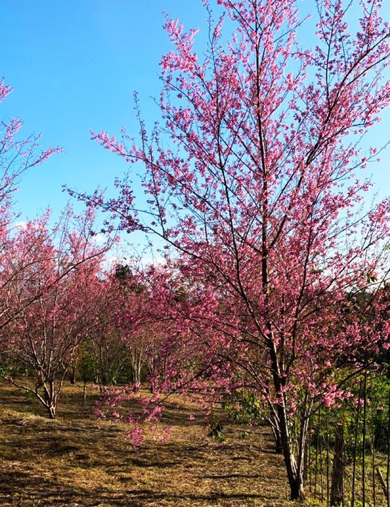 Cherry blossoms blooming in Mang Den