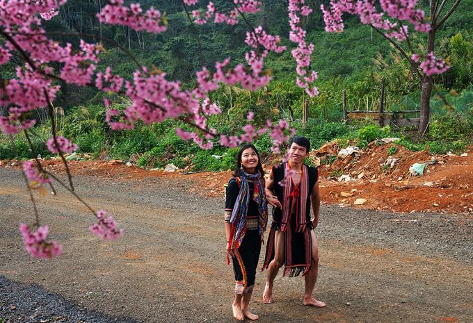 Cherry blossoms blooming in Mang Den