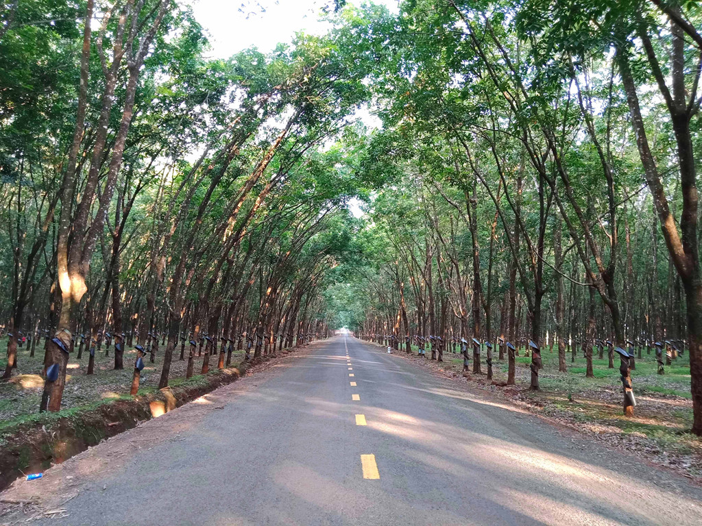 The beautiful road runs through the rubber forest near Highway 19.
