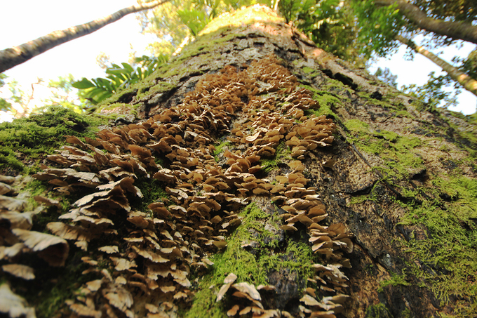 The temperature in this area in the cold season is below 10 degrees and in the dry season is 25 degrees, so it is suitable for many types of fungi to grow.  They grow around tree trunks in many different colors.