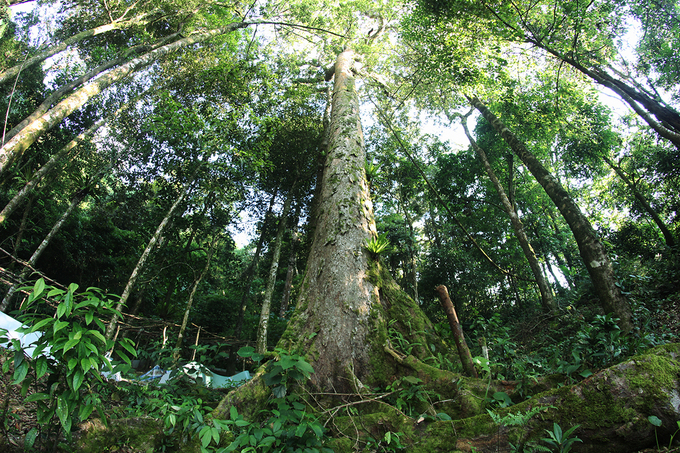 Ngoc Linh Mountain is a special-use forest with many ancient trees.  Most of the way there are trees to block the sun.