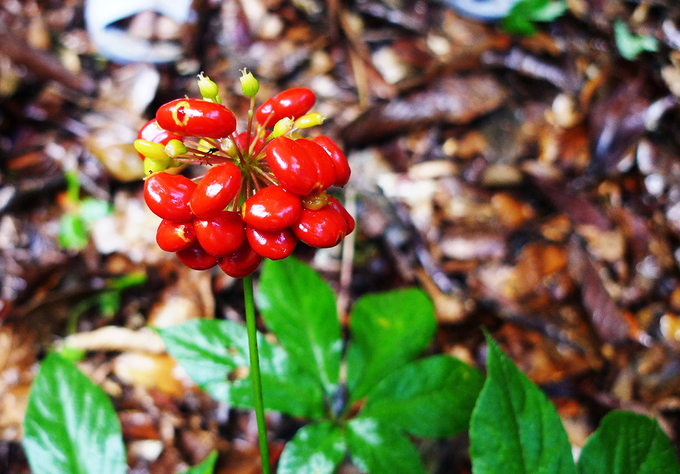 By July-September, the fruits begin to ripen and turn red.  Each flower has an average of about 10-30 fruits.  At this time, people harvest and sow seedlings.  Then the stem and leaves fall off, leaving only the tuber in the soil.  In early January every year, ginseng appears new buds after the hibernation season.
