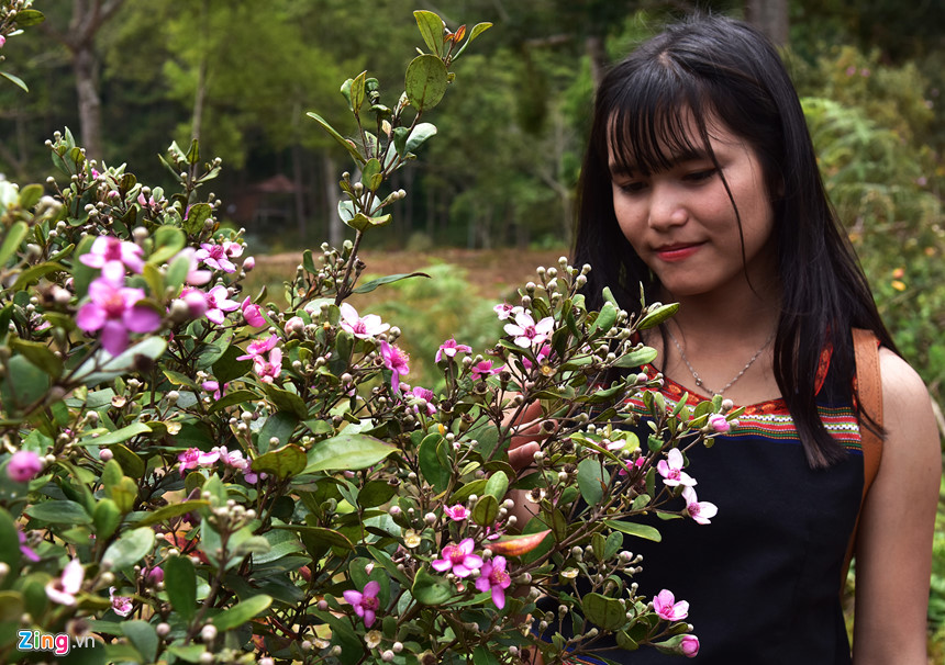 Or put myrtle flowers in your hair to pose in the middle of a forest of myrtle flowers.
