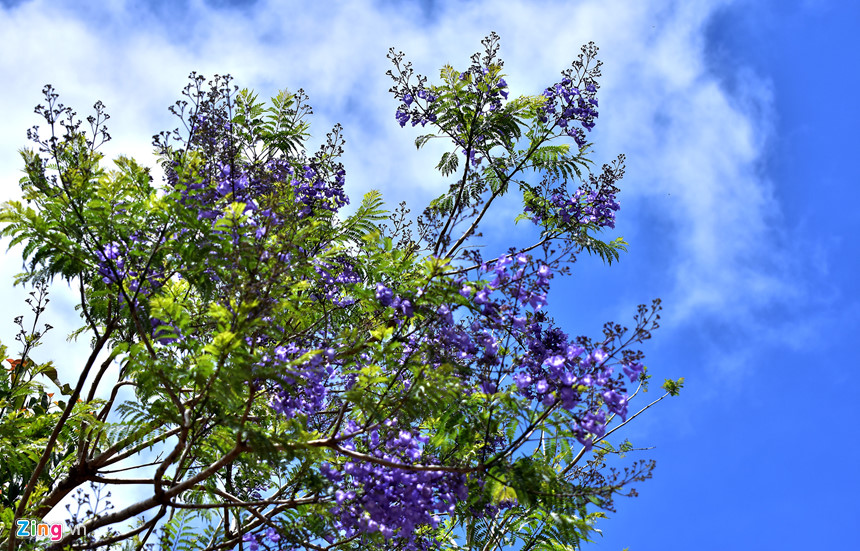 Purple poinciana flowers stand out in the clear blue sky. KonPlong district has more than 6,500 households, mainly the Xe Dang, Mo Nong, Ca Dong, Hre ethnic groups - accounting for over 80% of this local population, with many unique cultural features such as ancient folk musical instruments. Life is like vertical flutes, drums, gongs, gongs, pilings, percussion pipes, and pipe trusses that operate thanks to water power; The unique costumes of the people and the architectural culture of communal houses, long houses... associated with the wild natural mountain and forest space.