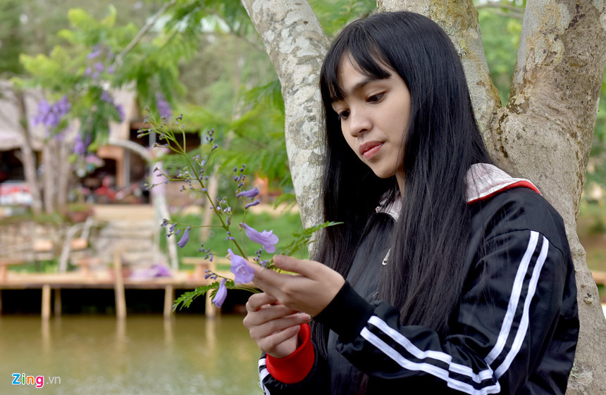 Young girl passionately cherishes purple poinciana flowers. Mang Den converges many climatic conditions, primeval forest space, scenic spots... to develop into a national eco-tourism and resort center.