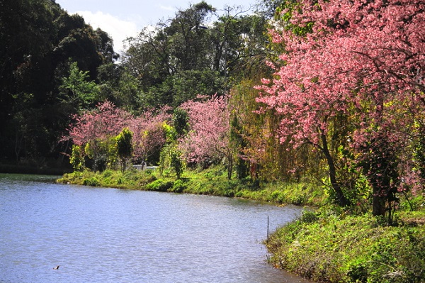 Cherry blossoms are mainly grown along the banks of Dak Ke Lake in the eco-tourism area.