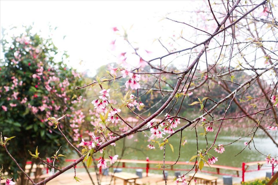 At the beginning of the new year, people flock to Mang Den to see cherry blossoms
