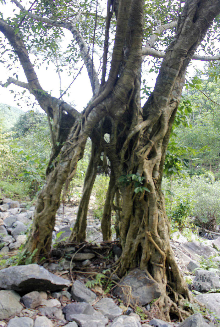 Trees carve strange shapes under Cao Muon waterfall - Photo: VO QUOC