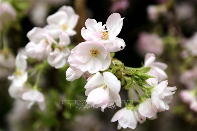 Cherry blossoms bloom on New Year's Day in Mang Den, Kon Tum