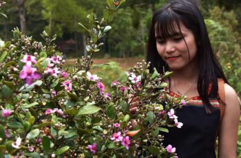 Tourists passionately take selfies among the myrtle flower forest in ‘Mang Den paradise’