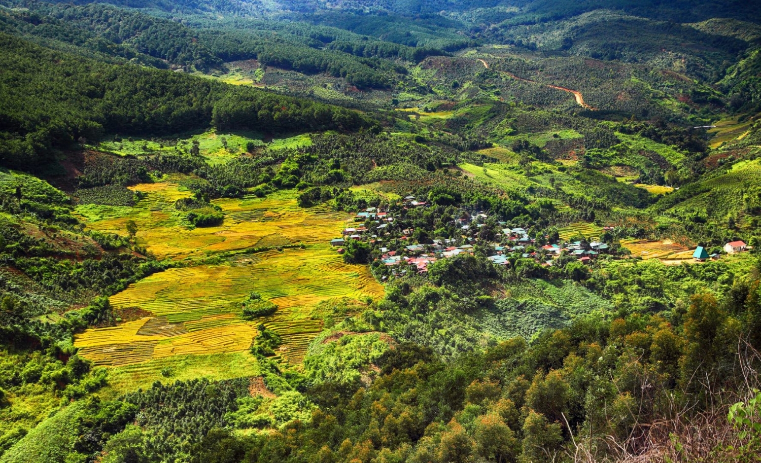Golden season terraced fields in Mang Ri valley