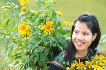 I love wild sunflowers so much – Kon Tum News