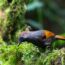 The rarest species of babbler in Vietnam is at Ngoc Linh mountain