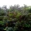 Phuong Quy – “Lovely garden in Kon Tum”