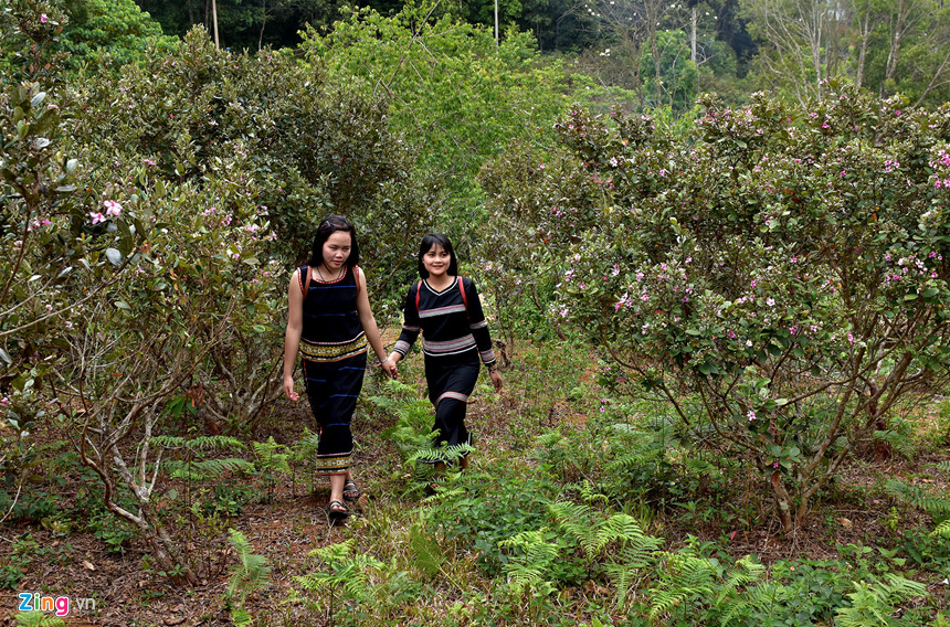 These days, young people from many provinces and cities across the country come to Mang Den eco-tourism area, Kon Plong district (Kon Tum) to admire the myrtle flowers blooming all over the hillsides and forests here. For a long time, tourists have compared Mang Den as "Da Lat is in the Northern Central Highlands", an ideal vacation destination on a summer day. From Kon Tum city center, visitors can go by car or motorbike on Highway 24 to the northeast for 54 km.
