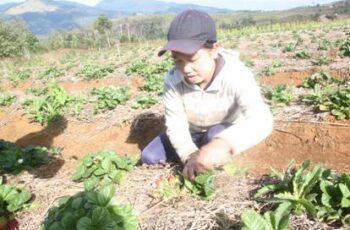 Growing Strawberries in Kon Plong