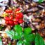The world’s best ginseng garden on Ngoc Linh mountain