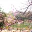 At the beginning of the new year, people flock to Mang Den to see cherry blossoms